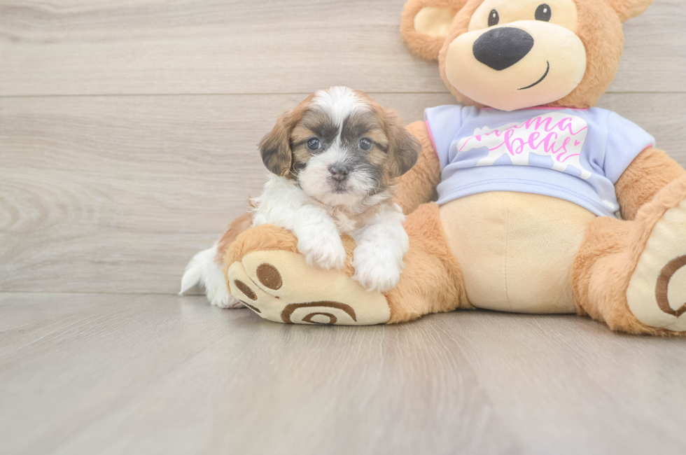 6 week old Teddy Bear Puppy For Sale - Windy City Pups