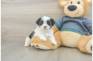 Small Teddy Bear Baby