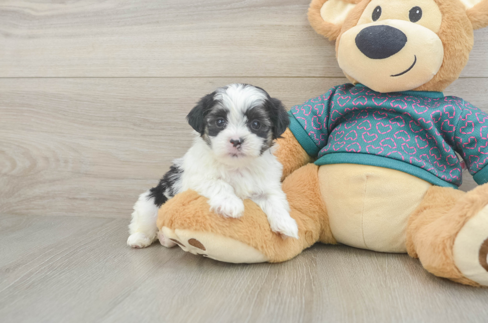5 week old Teddy Bear Puppy For Sale - Windy City Pups