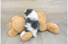 Best Teddy Bear Baby