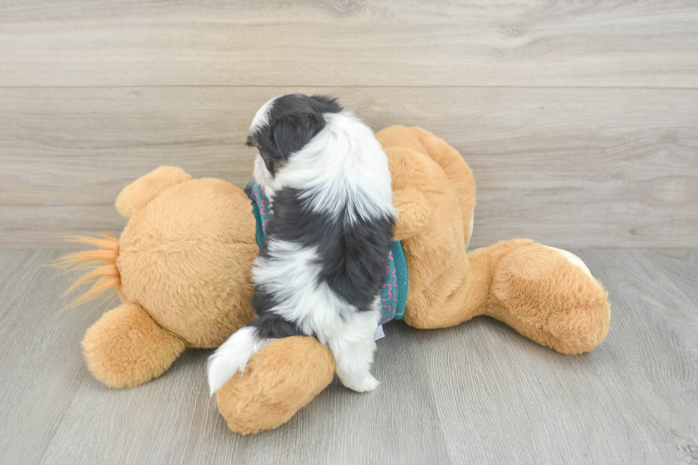 Best Teddy Bear Baby