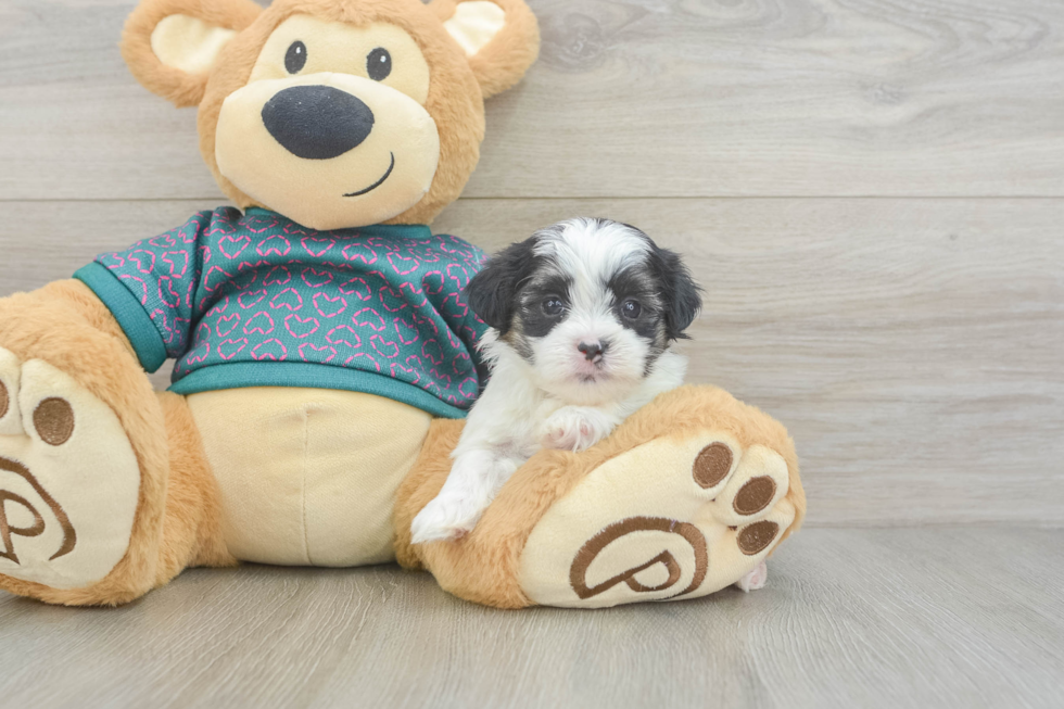 Friendly Teddy Bear Baby