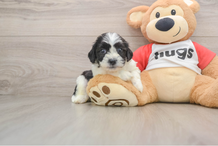 Teddy Bear Pup Being Cute