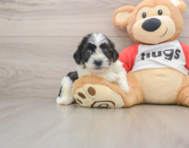 8 week old Teddy Bear Puppy For Sale - Windy City Pups