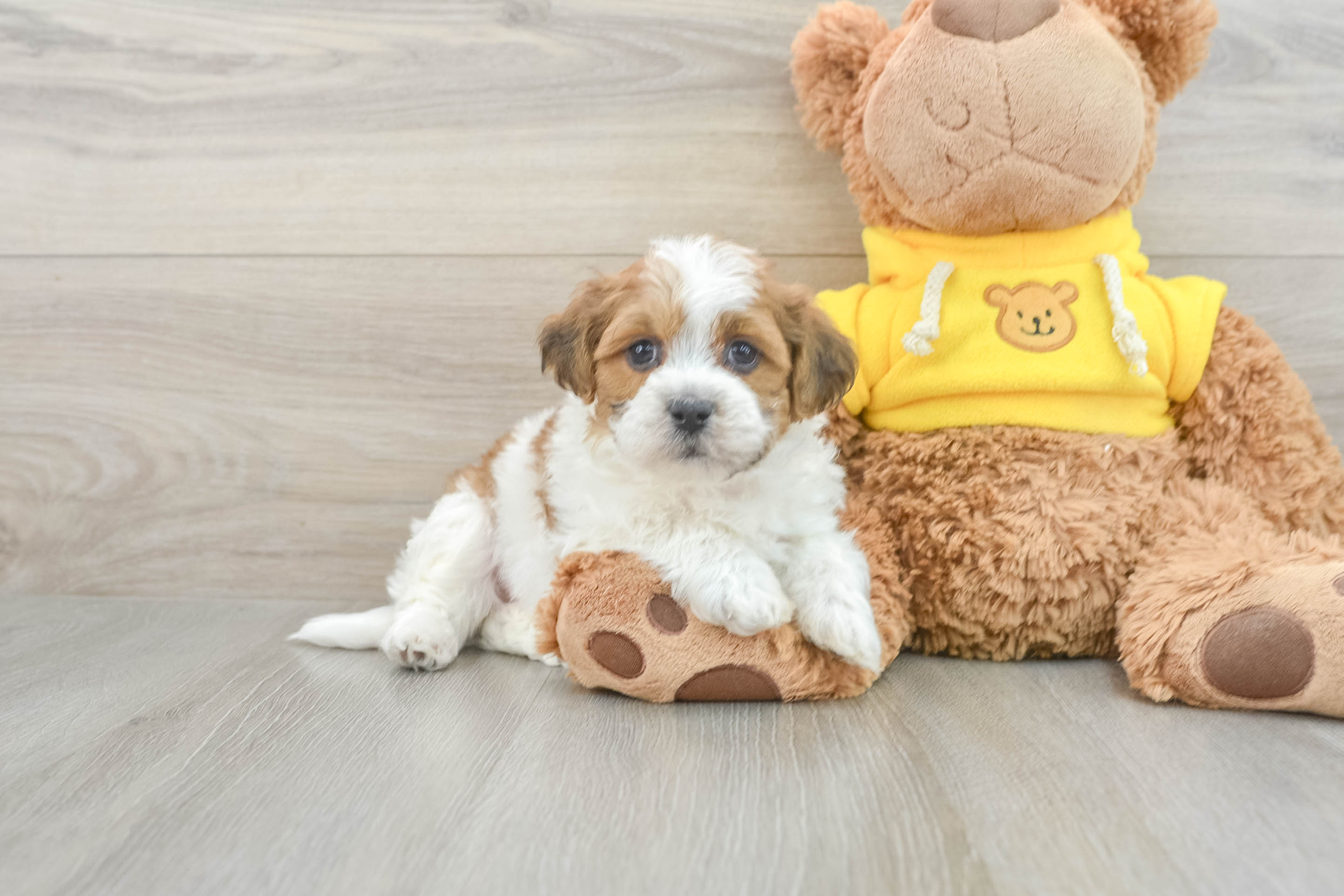 Hypoallergenic Shit Designer Puppy