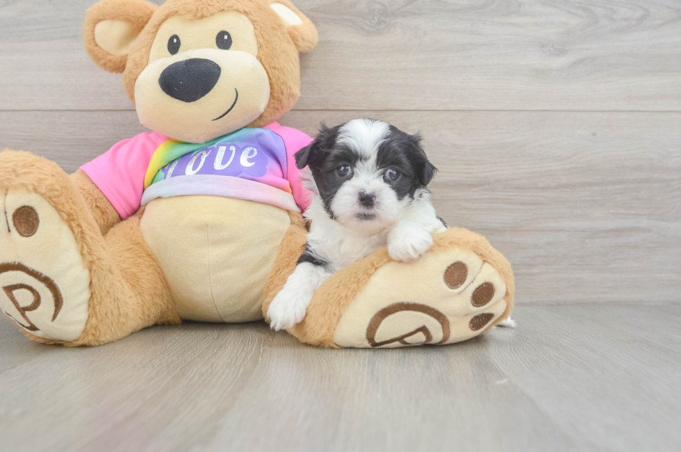 5 week old Teddy Bear Puppy For Sale - Windy City Pups