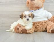 9 week old Teddy Bear Puppy For Sale - Windy City Pups