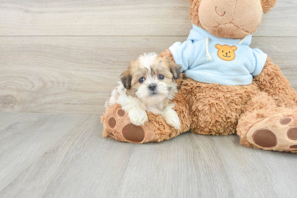 Teddy Bear Puppy for Adoption