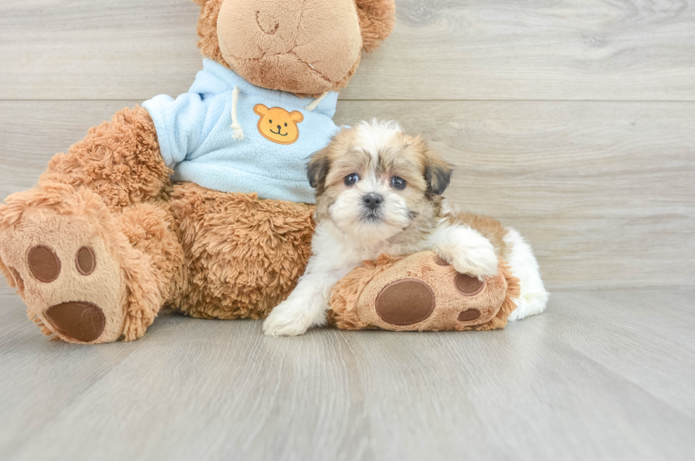 6 week old Teddy Bear Puppy For Sale - Windy City Pups