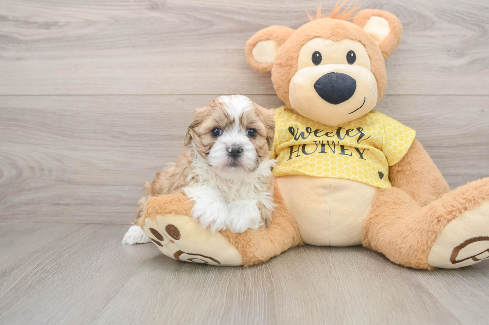 Little Shitzu Designer Puppy