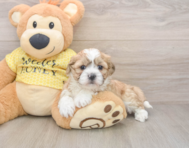 5 week old Teddy Bear Puppy For Sale - Windy City Pups
