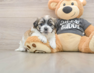 8 week old Teddy Bear Puppy For Sale - Windy City Pups