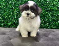 10 week old Teddy Bear Puppy For Sale - Windy City Pups