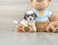 7 week old Teddy Bear Puppy For Sale - Windy City Pups