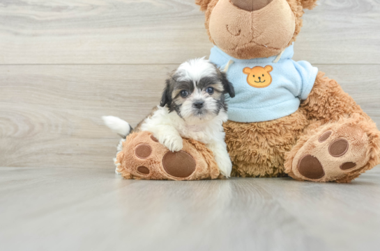 Teddy Bear Puppy for Adoption