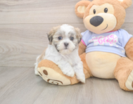 7 week old Teddy Bear Puppy For Sale - Windy City Pups