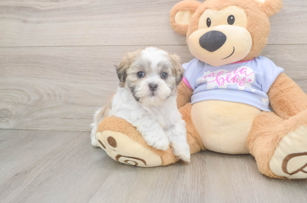 6 week old Teddy Bear Puppy For Sale - Windy City Pups
