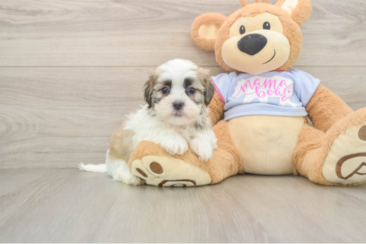 Teddy Bear Puppy for Adoption