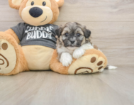 8 week old Teddy Bear Puppy For Sale - Windy City Pups