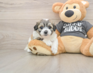 8 week old Teddy Bear Puppy For Sale - Windy City Pups