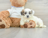 9 week old Teddy Bear Puppy For Sale - Windy City Pups