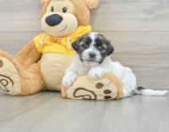 8 week old Teddy Bear Puppy For Sale - Windy City Pups