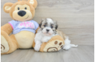 Popular Teddy Bear Designer Pup