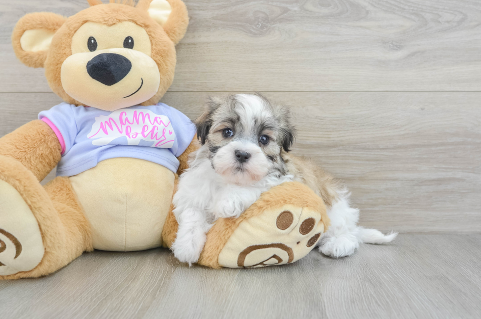 6 week old Teddy Bear Puppy For Sale - Windy City Pups