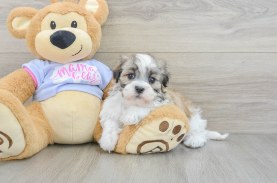 Popular Teddy Bear Designer Pup