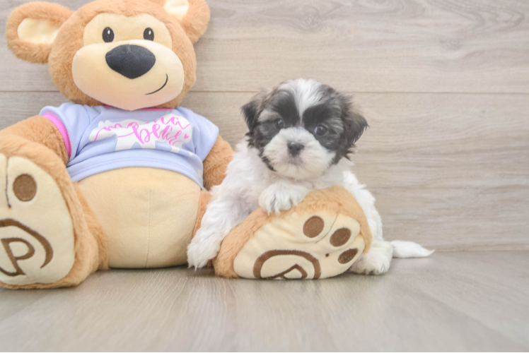 Teddy Bear Pup Being Cute
