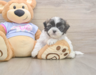 8 week old Teddy Bear Puppy For Sale - Windy City Pups
