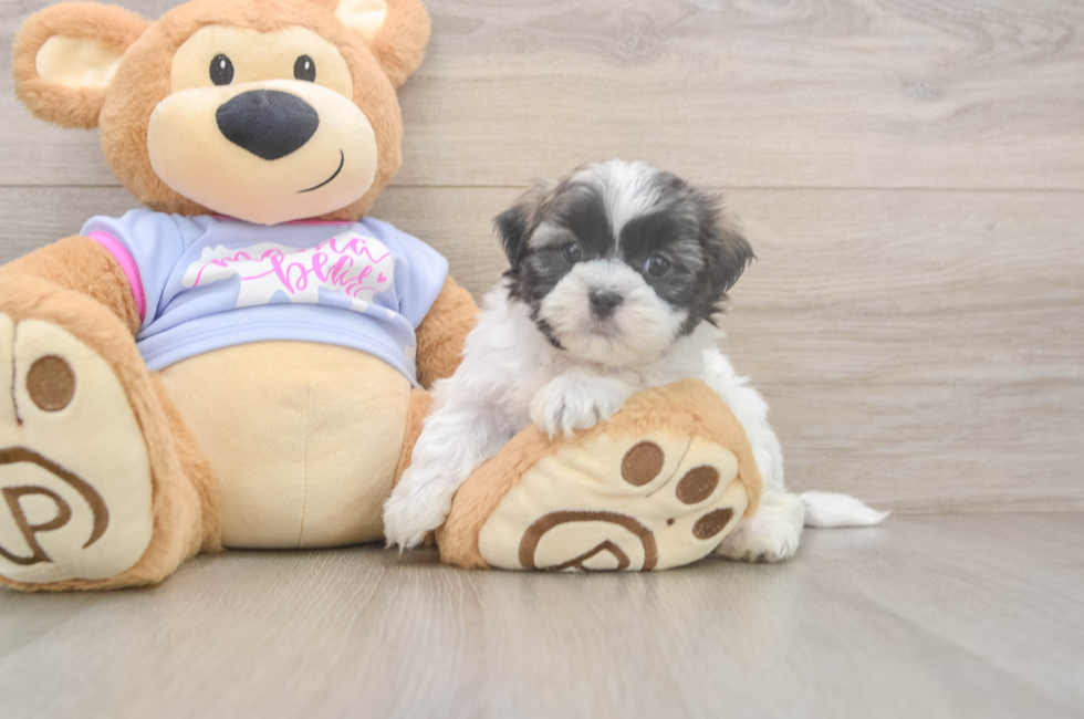 6 week old Teddy Bear Puppy For Sale - Windy City Pups