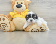 8 week old Teddy Bear Puppy For Sale - Windy City Pups