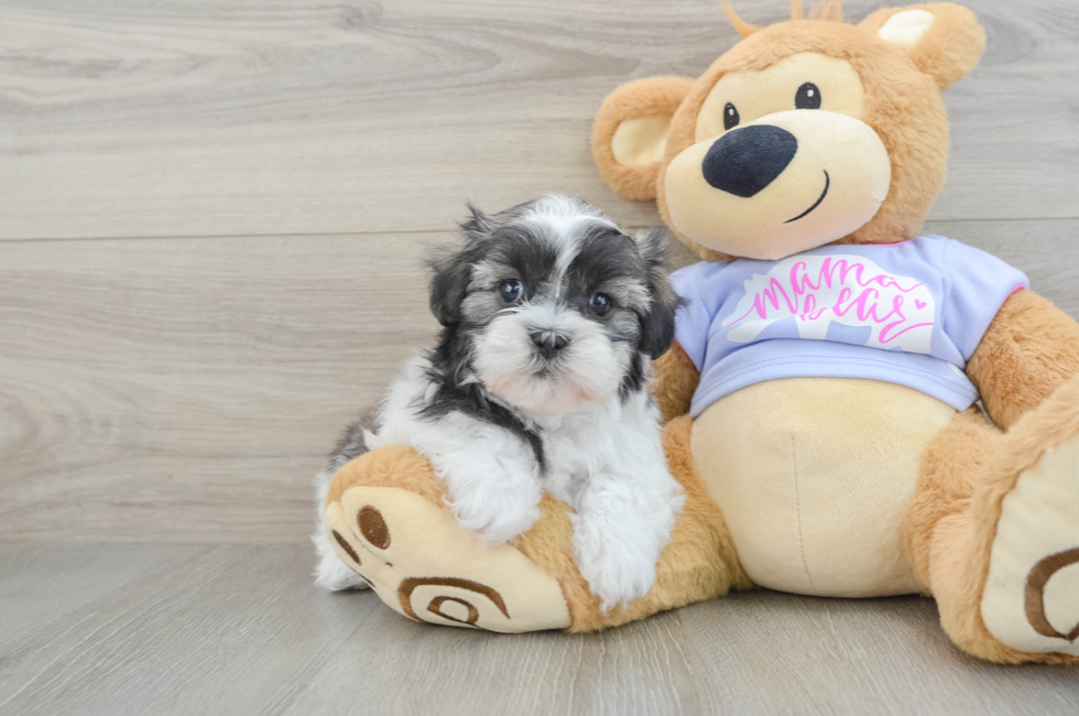 6 week old Teddy Bear Puppy For Sale - Windy City Pups