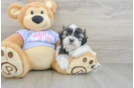 Smart Teddy Bear Designer Pup