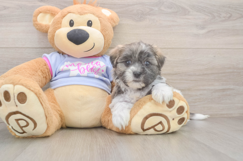 6 week old Teddy Bear Puppy For Sale - Windy City Pups