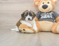 8 week old Teddy Bear Puppy For Sale - Windy City Pups