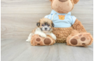 Teddy Bear Puppy for Adoption