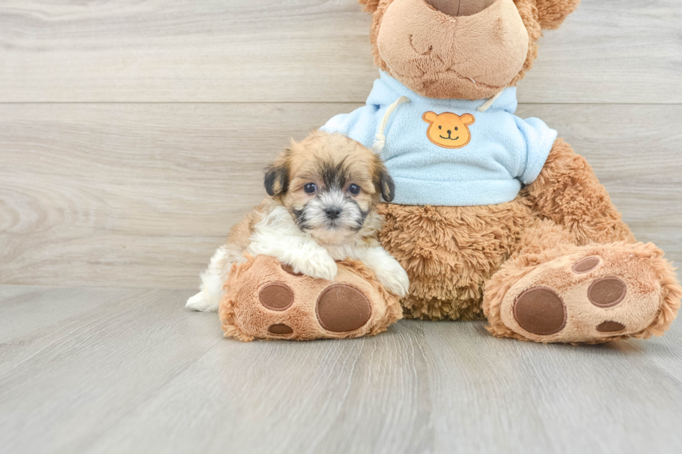 Teddy Bear Puppy for Adoption