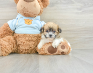 7 week old Teddy Bear Puppy For Sale - Windy City Pups