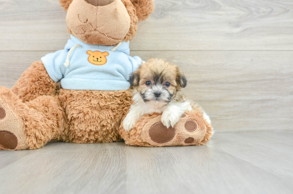 6 week old Teddy Bear Puppy For Sale - Windy City Pups