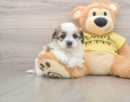 5 week old Teddy Bear Puppy For Sale - Windy City Pups