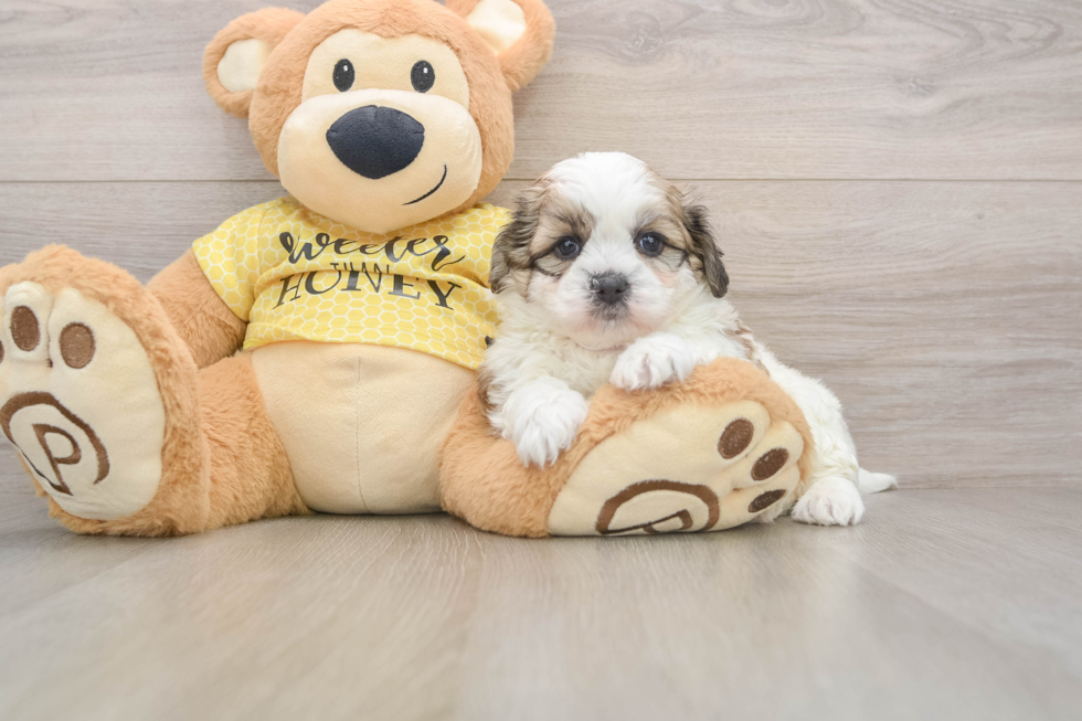 Best Teddy Bear Baby