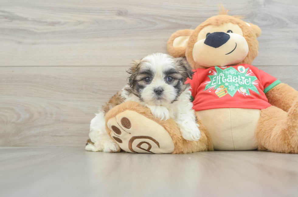 6 week old Teddy Bear Puppy For Sale - Windy City Pups