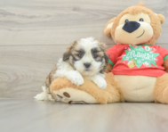 6 week old Teddy Bear Puppy For Sale - Windy City Pups