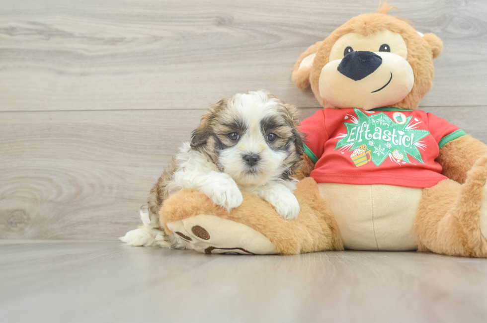 6 week old Teddy Bear Puppy For Sale - Windy City Pups