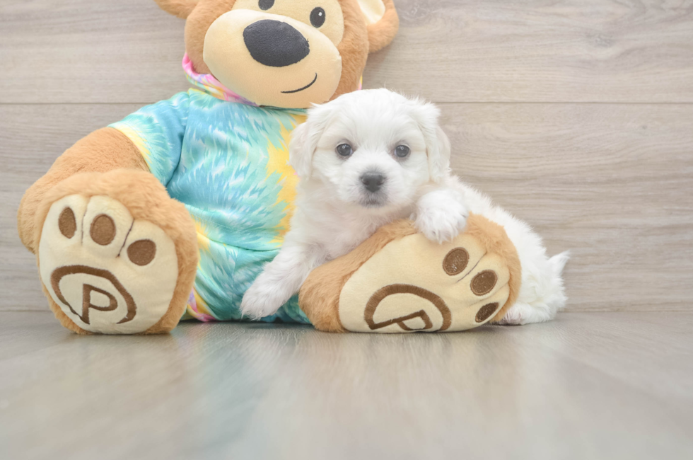 5 week old Teddy Bear Puppy For Sale - Windy City Pups