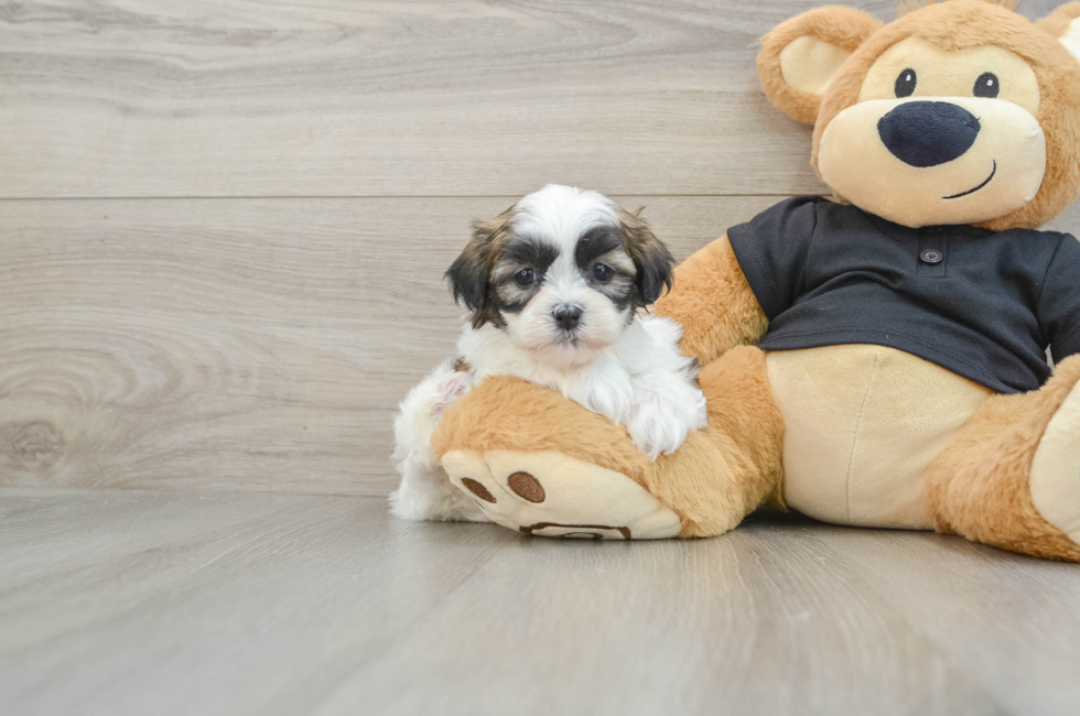 5 week old Teddy Bear Puppy For Sale - Windy City Pups