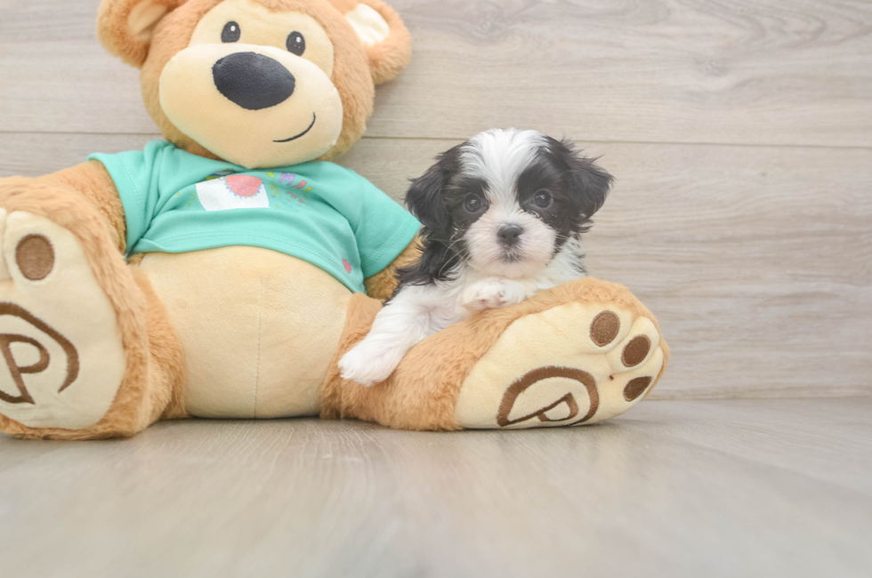 6 week old Teddy Bear Puppy For Sale - Windy City Pups