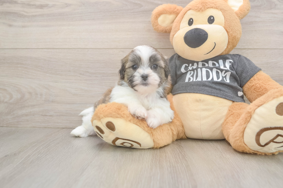 6 week old Teddy Bear Puppy For Sale - Windy City Pups